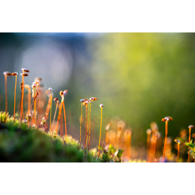 Nikon NIKKOR Z 135mm f/1.8 S Plena Lens