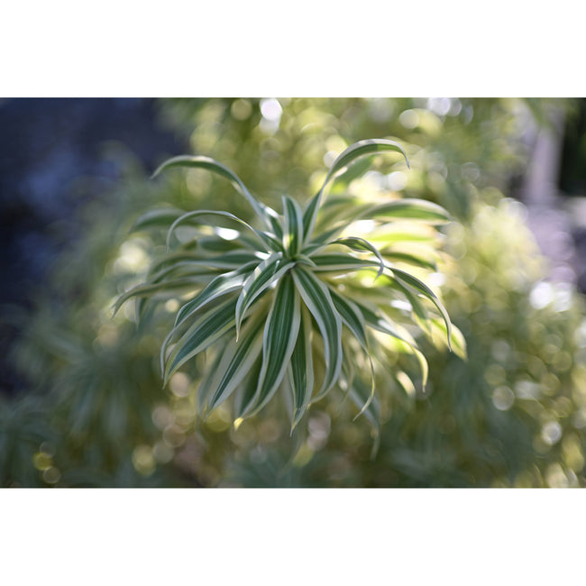 Nikon NIKKOR Z 35mm f/1.4 Lens (Nikon Z)