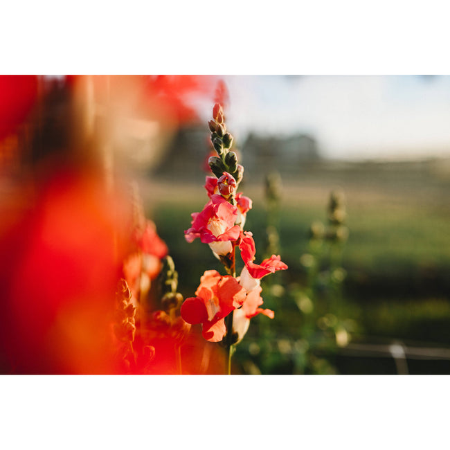 Nikon NIKKOR Z 35mm f/1.4 Lens (Nikon Z)