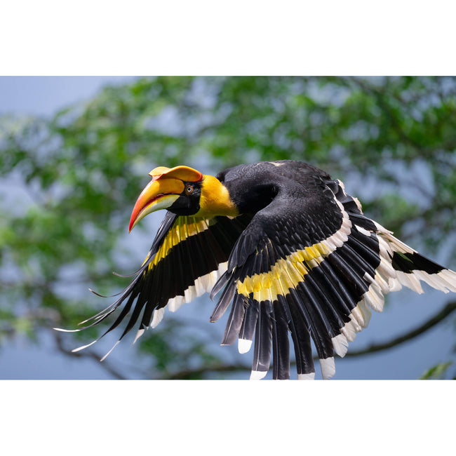 Nikon NIKKOR Z 600mm f/6.3 VR S Lens (Nikon Z)