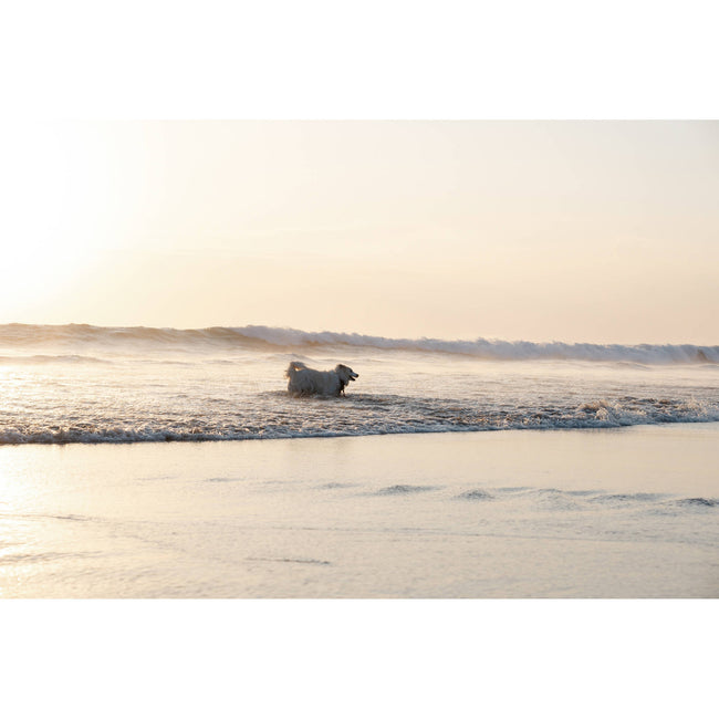 Nikon NIKKOR Z DX 16-50mm f/2.8 VR Lens (Nikon Z)