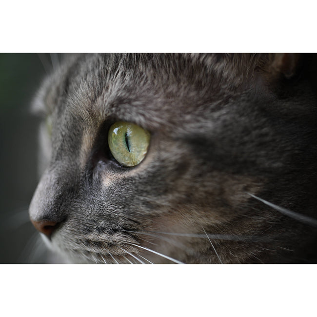 Nikon NIKKOR Z DX MC 35mm f/1.7 Lens (Nikon Z)