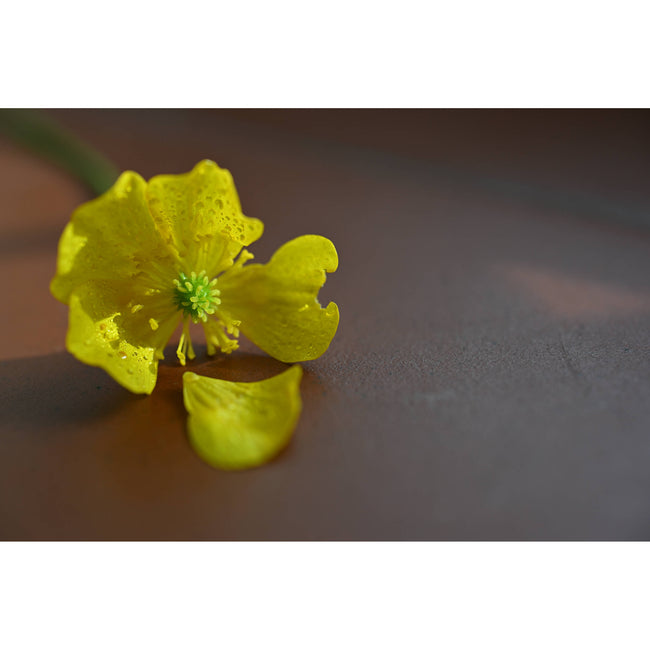 Nikon NIKKOR Z DX MC 35mm f/1.7 Lens (Nikon Z)