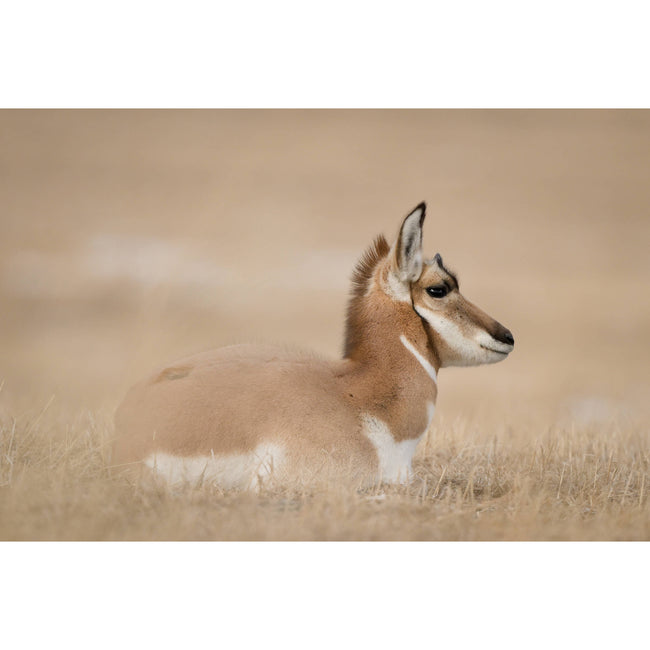 Nikon Z8 Mirrorless Camera